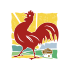 Gallo Rosso